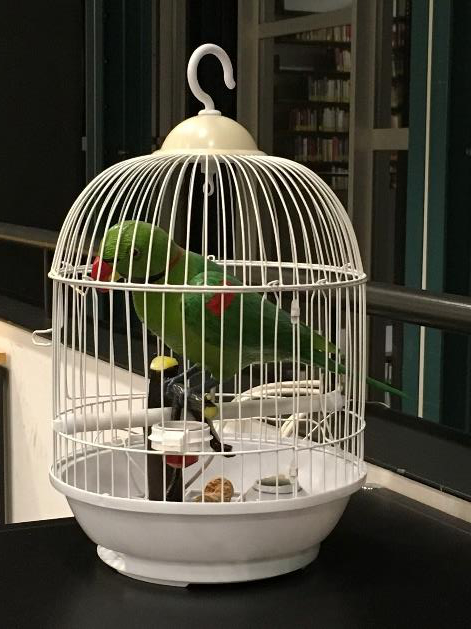Künstlicher Papagei im Käfig in der UB Germanistik und Skandinavistik